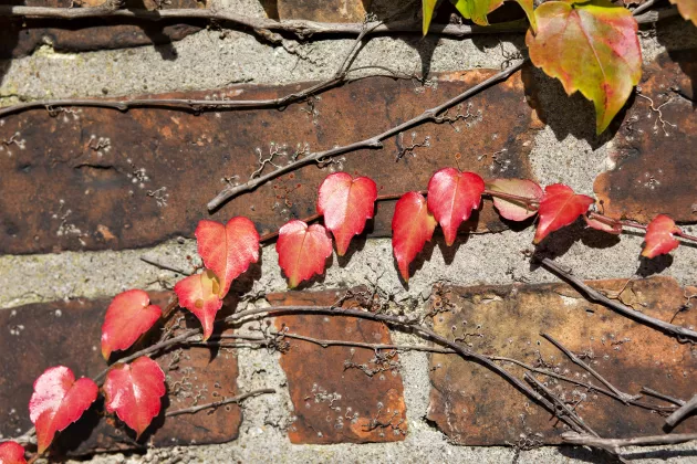 Autumn leaves on wall