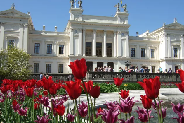 Tulips in front of the University House